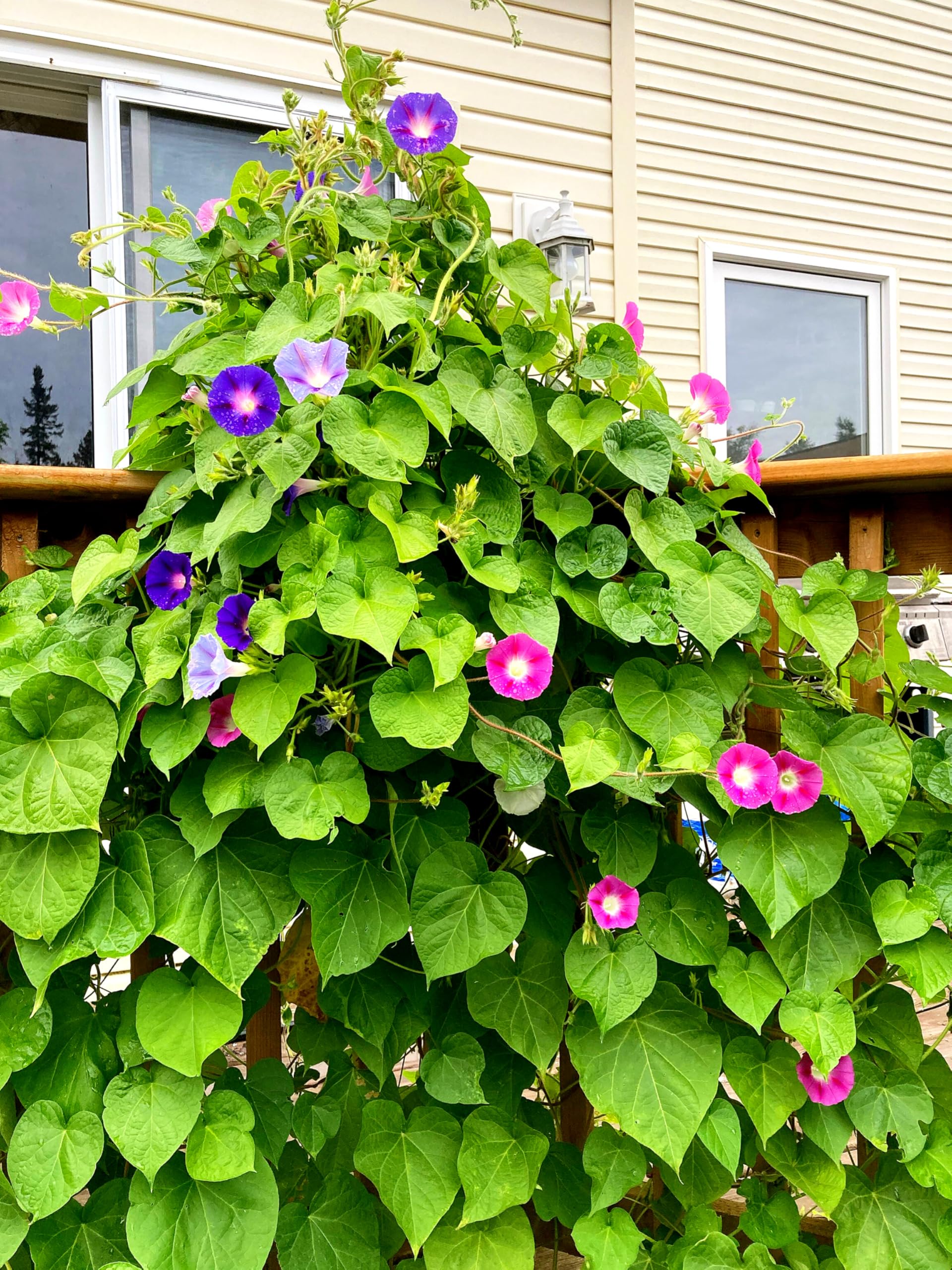Morning glory seeds (Pack of 20 Seeds) : Amazon.in: Garden & Outdoors